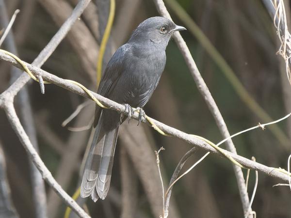 <h3><a href="/trips/gambia/biota/animalia/chordata/aves/040 passeriformes/108 muscicapidae/melaenornis edolioides/melaenornis edolioides-nl.html">Melaenornis&nbsp;edolioides</a> / Northern&nbsp;black&nbsp;flycatcher / Senegalese&nbsp;drongovliegenvanger</h3>OM-1 Mark II met OLYMPUS M.150-400mm F4.5, 1/2000 sec  bij F4.5, ISO 4000, afstand 15.3&nbsp;m